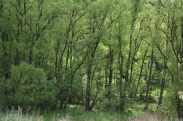 Black Alders -Alnus glutinosa- with spring foliage, Beerbach, Middle Franconia, Bavaria, Germany