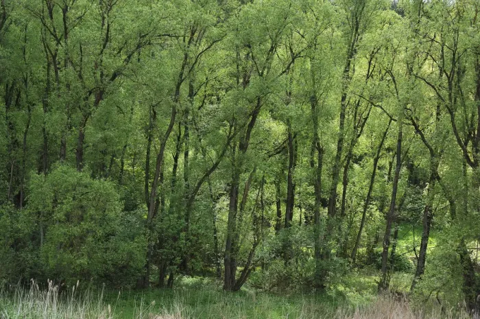 Framed Print : Black Alders -Alnus glutinosa- with spring foliage, Beerbach, Middle Franconia, Bavaria, Germany Framed Print : Black Alders -Alnus glutinosa- with spring foliage, Beerbach, Middle Franconia, Bavaria, Germany
