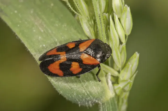 Framed Print : Black-and-red Froghopper -Cercopis vulnerata-, Untergroningen, Abtsgmuend, Baden-Wurttemberg, Germany Framed Print : Black-and-red Froghopper -Cercopis vulnerata-, Untergroningen, Abtsgmuend, Baden-Wurttemberg, Germany