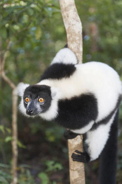 Black-and-white Ruffed Lemur -Varecia variegata-, with piercing eyes, clinging to a thin tree trunk, Vakona Park, Madagascar