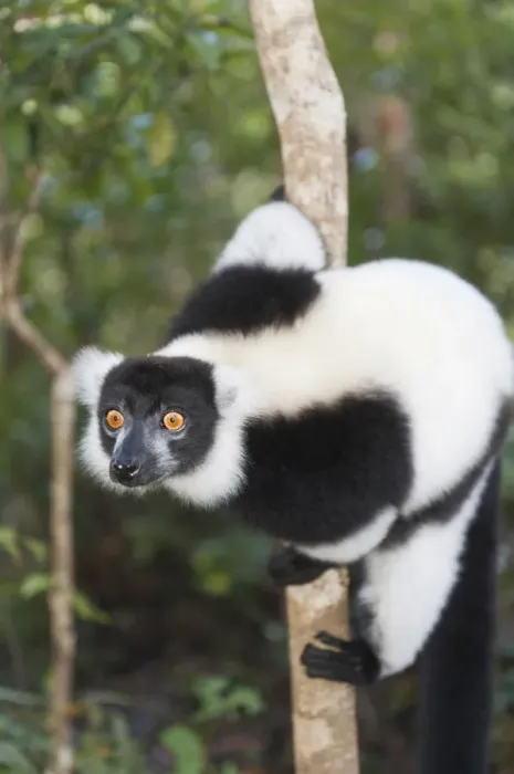 Framed Print : Black-and-white Ruffed Lemur -Varecia variegata-, with piercing eyes, clinging to a thin tree trunk, Vakona Park, Madagascar Framed Print : Black-and-white Ruffed Lemur -Varecia variegata-, with piercing eyes, clinging to a thin tree trunk, Vakona Park, Madagascar