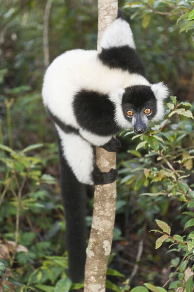 Black-and-white Ruffed Lemur -Varecia variegata-, clinging to a thin tree trunk, Vakona Park, Madagascar