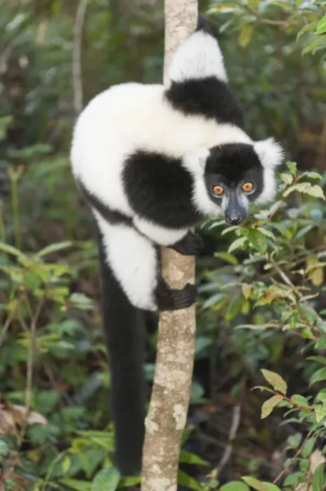 Framed Print : Black-and-white Ruffed Lemur -Varecia variegata-, clinging to a thin tree trunk, Vakona Park, Madagascar