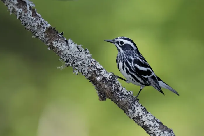 Framed Print : Black-and-white warbler Framed Print : Black-and-white warbler