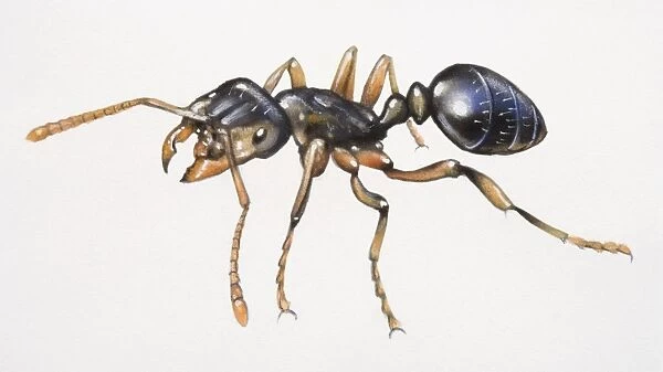 Black ant, close up