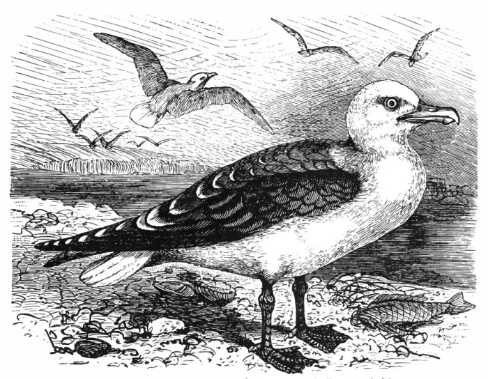 Framed Print : Black-backed gull (Larus marinus)