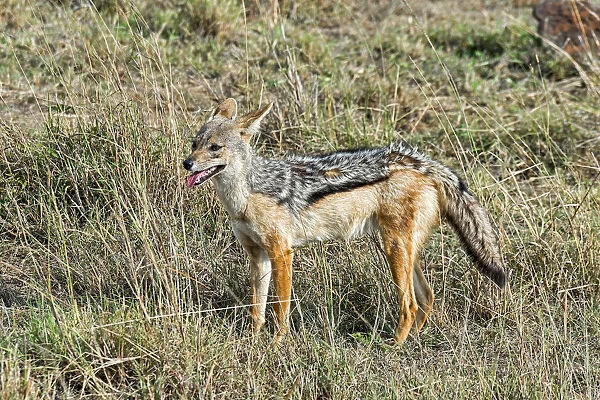 Black-backed Jackal -Canis mesomelas-, Msai Mara National Reserve, Kenya