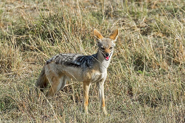 Black-backed Jackal -Canis mesomelas-, Msai Mara National Reserve, Kenya