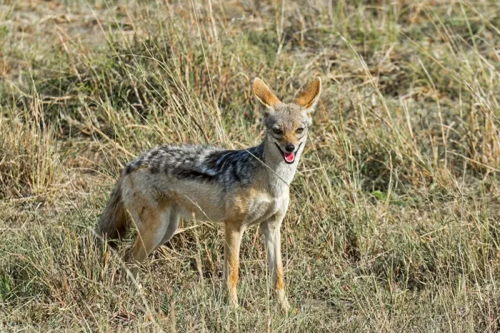 Framed Print : Black-backed Jackal -Canis mesomelas-, Msai Mara National Reserve, Kenya Framed Print : Black-backed Jackal -Canis mesomelas-, Msai Mara National Reserve, Kenya