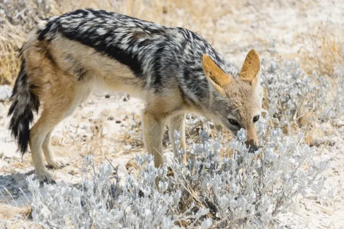 Framed Print : Black-backed Jackal -Canis mesomelas-, Etosha National Park, Namibia Framed Print : Black-backed Jackal -Canis mesomelas-, Etosha National Park, Namibia
