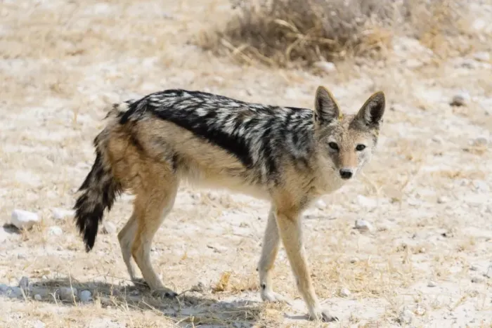 Framed Print : Black-backed Jackal -Canis mesomelas-, Etosha National Park, Namibia Framed Print : Black-backed Jackal -Canis mesomelas-, Etosha National Park, Namibia