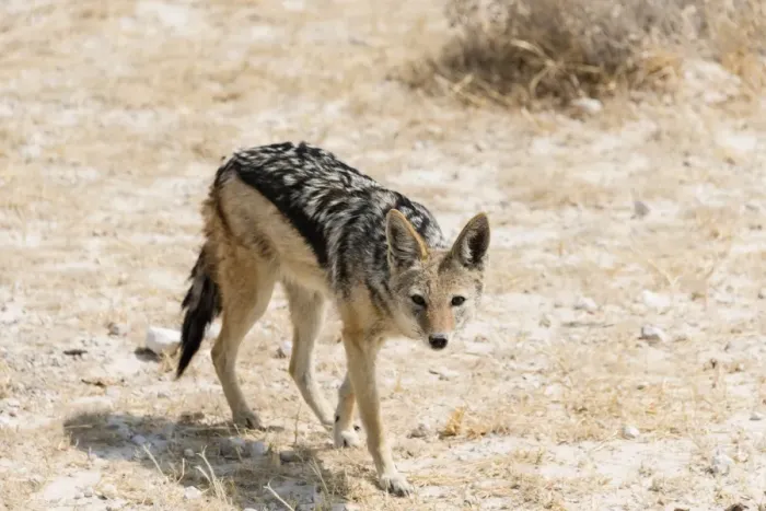 Framed Print : Black-backed Jackal -Canis mesomelas-, Etosha National Park, Namibia Framed Print : Black-backed Jackal -Canis mesomelas-, Etosha National Park, Namibia