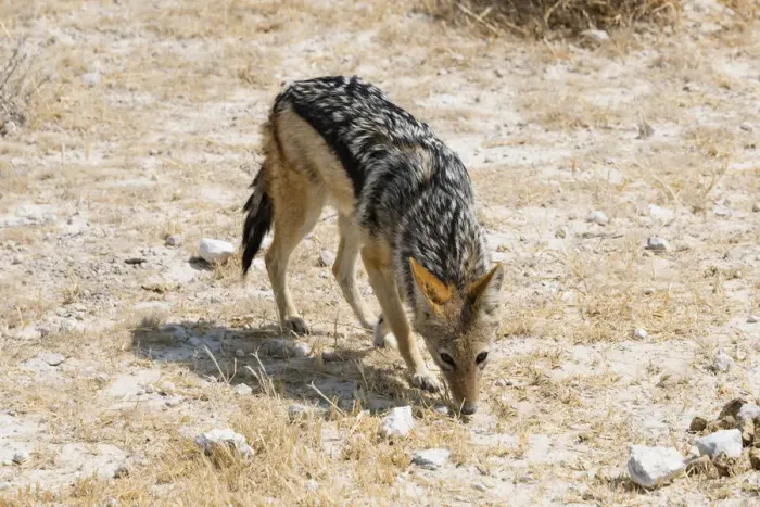 Framed Print : Black-backed Jackal -Canis mesomelas-, Etosha National Park, Namibia Framed Print : Black-backed Jackal -Canis mesomelas-, Etosha National Park, Namibia