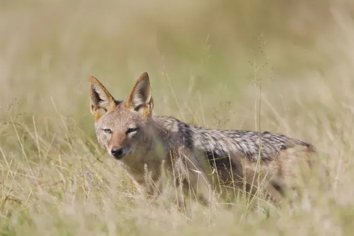 Framed Print : Black-backed jackal -Canis mesomelas- at Addo Elephant Park, South Africa
