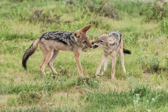Framed Print : The black-backed jackal (Canis mesomelas) is a canid native to two areas of Africa, separated by roughly 900 km. One region includes the southernmost tip of the continent, including South Africa, Nami Framed Print : The black-backed jackal (Canis mesomelas) is a canid native to two areas of Africa, separated by roughly 900 km. One region includes the southernmost tip of the continent, including South Africa, Nami