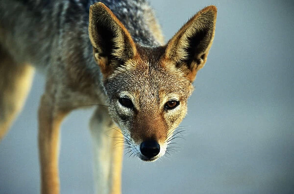 Black backed jackal (Canis mesomelas), close-up