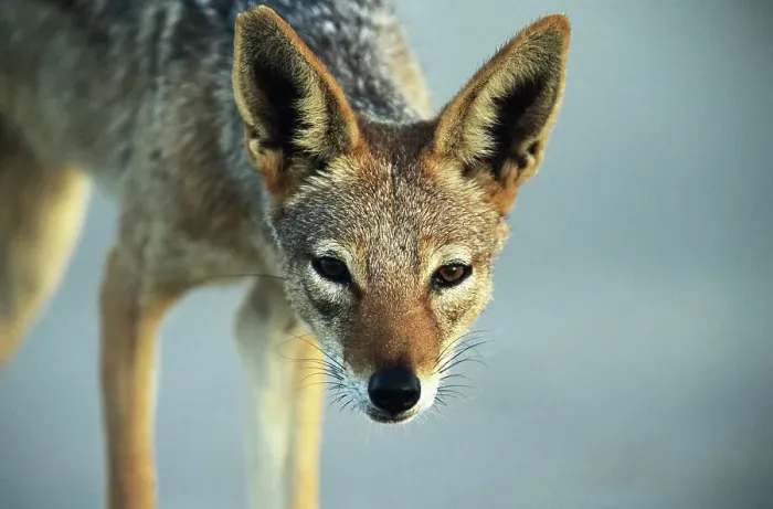 Framed Print : Black backed jackal (Canis mesomelas), close-up Framed Print : Black backed jackal (Canis mesomelas), close-up