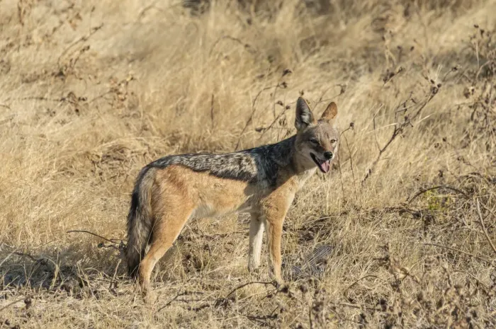 Framed Print : Black-backed jackal -Canis mesomelas- with prey guinea fowl, Etosha National Park, Namibia Framed Print : Black-backed jackal -Canis mesomelas- with prey guinea fowl, Etosha National Park, Namibia