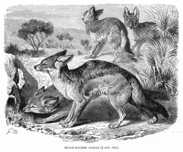 Framed Print : Black backed jackal engraving 1894 Framed Print : Black backed jackal engraving 1894