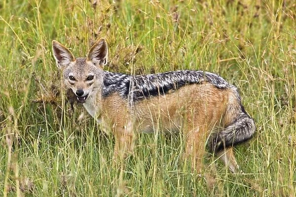 One Black-backed Jackal in the Serengeti National Park, Tanzania, Africa