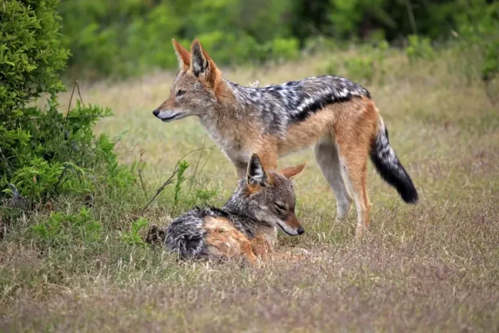 Framed Print : Black-backed Jackals -Canis mesomelas-, adult, couple, social behavior, Addo Elephant National Park, Eastern Cape, South Africa