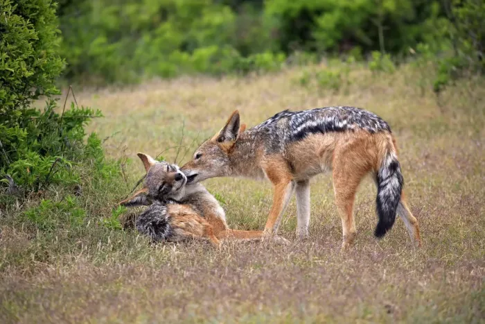 Framed Print : Black-backed Jackals -Canis mesomelas-, adult, couple, social behavior, Addo Elephant National Park, Eastern Cape, South Africa Framed Print : Black-backed Jackals -Canis mesomelas-, adult, couple, social behavior, Addo Elephant National Park, Eastern Cape, South Africa