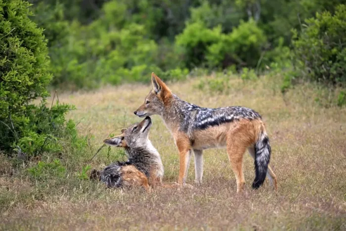 Framed Print : Black-backed Jackals -Canis mesomelas-, adult, couple, social behavior, Addo Elephant National Park, Eastern Cape, South Africa