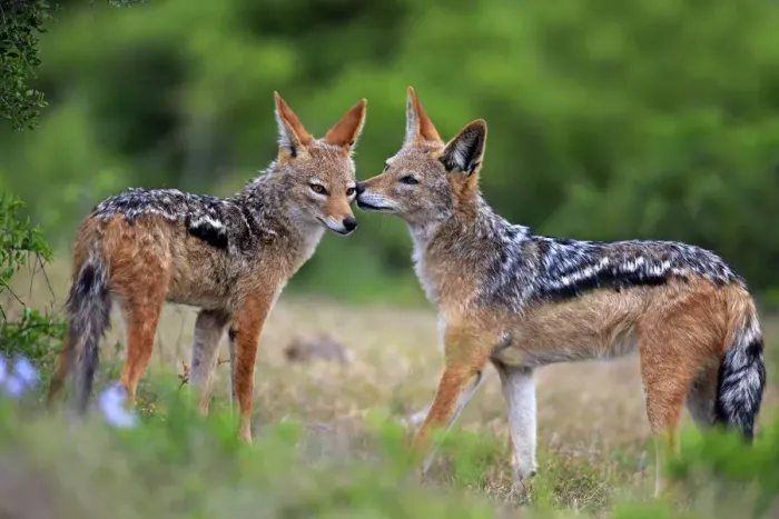 Framed Print : Black-backed Jackals -Canis mesomelas-, adult, couple, social behavior, Addo Elephant National Park, Eastern Cape, South Africa Framed Print : Black-backed Jackals -Canis mesomelas-, adult, couple, social behavior, Addo Elephant National Park, Eastern Cape, South Africa