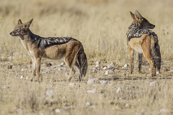 Black-backed jackals -Canis mesomeles-, Etosha National Park, Namibia, Africa