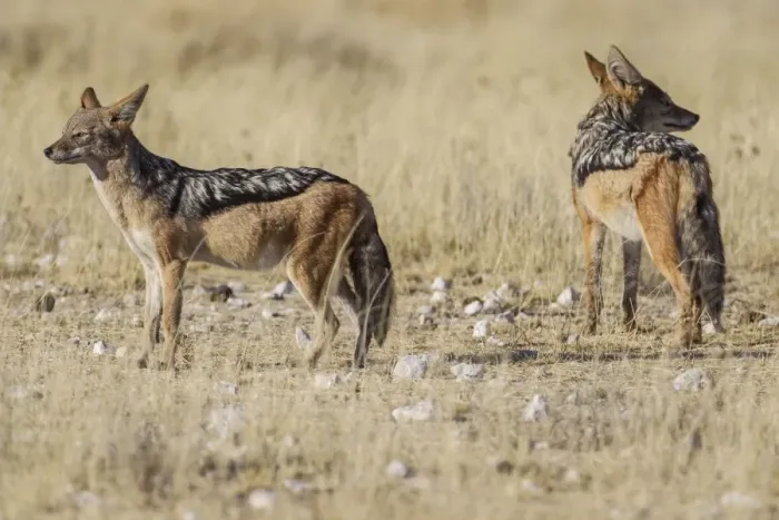 Framed Print : Black-backed jackals -Canis mesomeles-, Etosha National Park, Namibia, Africa Framed Print : Black-backed jackals -Canis mesomeles-, Etosha National Park, Namibia, Africa