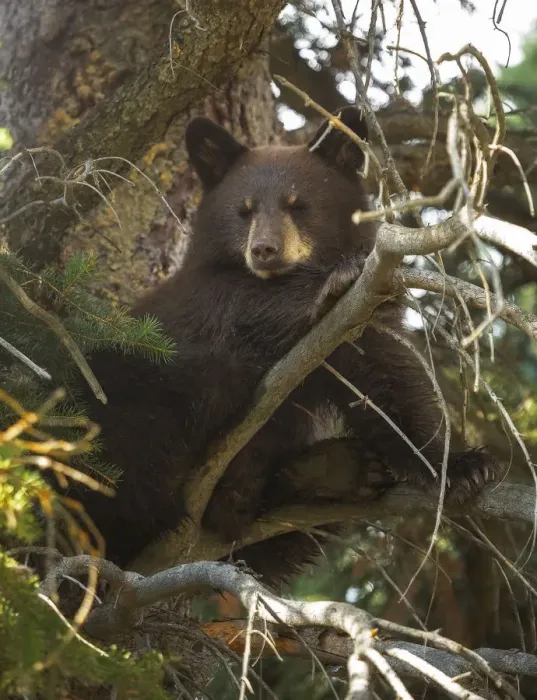 Framed Print : Black Bear Cub Framed Print : Black Bear Cub
