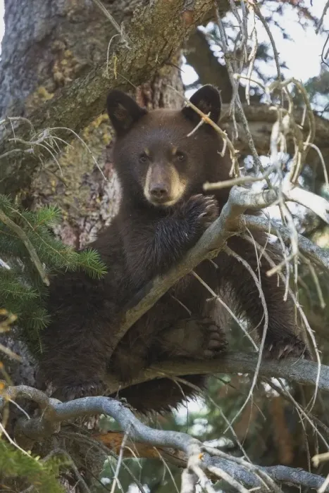 Framed Print : Black Bear Cub Framed Print : Black Bear Cub