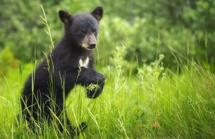 Framed Print : Black Bear Cub Framed Print : Black Bear Cub