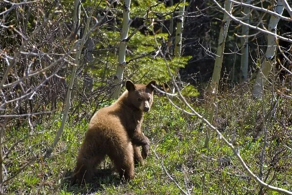 Black bear cub, Waterton National Park, Alberta, Canada