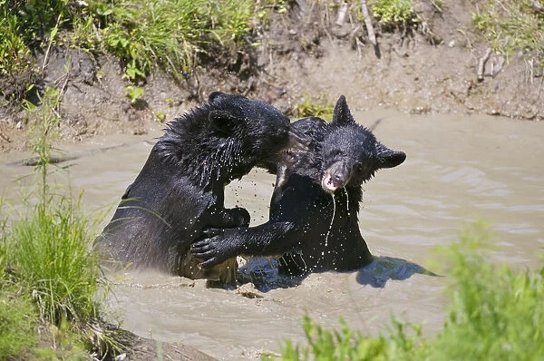Black Bear Cubs Playing