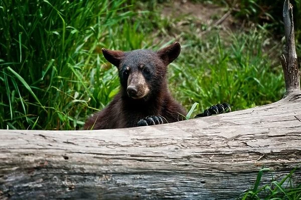 Black Bear Cup. A very young Black Bear Cub is partially hidden by a fallen tree