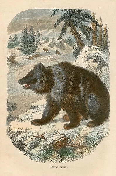 Black bear engraving chromolitography 1880