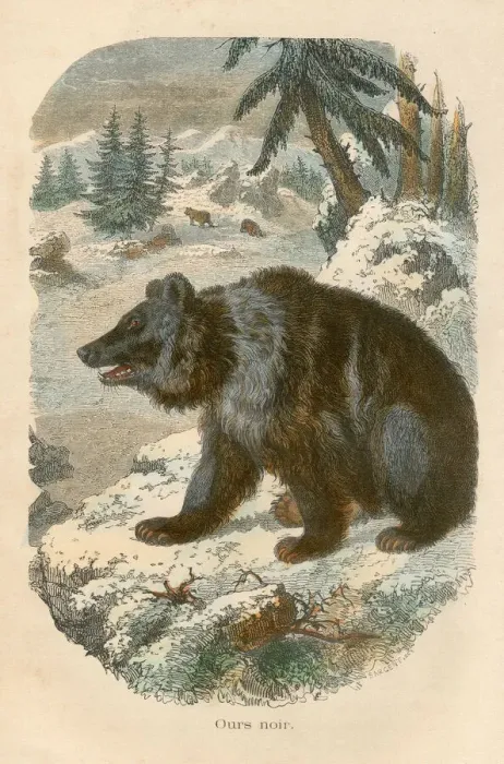 Framed Print : Black bear engraving chromolitography 1880 Framed Print : Black bear engraving chromolitography 1880