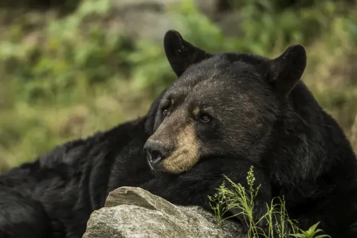 Framed Print : Black Bear And Rock