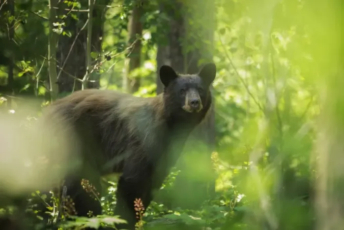 Framed Print : Black Bear Summer Framed Print : Black Bear Summer