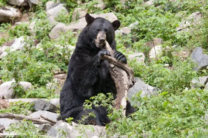 Framed Print : Black bear with tree stump