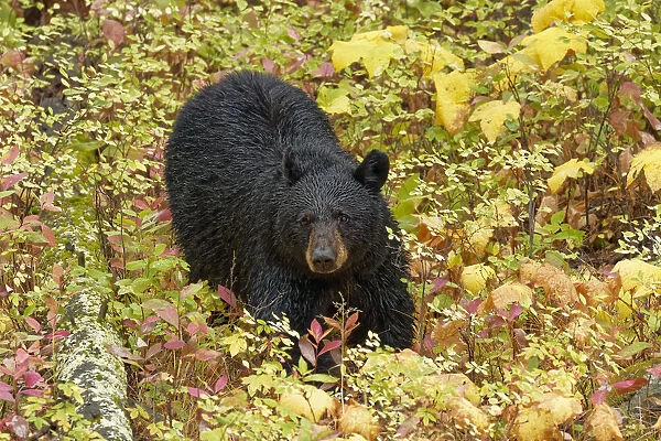 Black Bear (Ursus americanus) in autumn foliage, Yellowstone National Park, Montana, Wyoming, USA