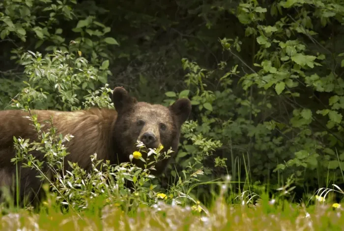 Framed Print : Black Bear (Ursus Americanus) In Prince Albert National Park