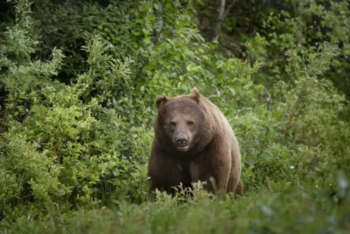 Framed Print : Black Bear (Ursus Americanus) In Prince Albert National Park