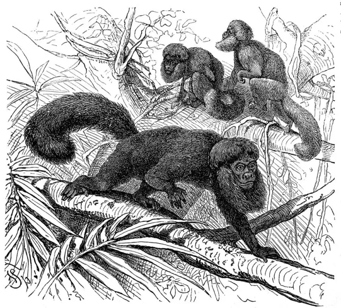 Framed Print : The black bearded saki (Chiropotes satanas) Framed Print : The black bearded saki (Chiropotes satanas)