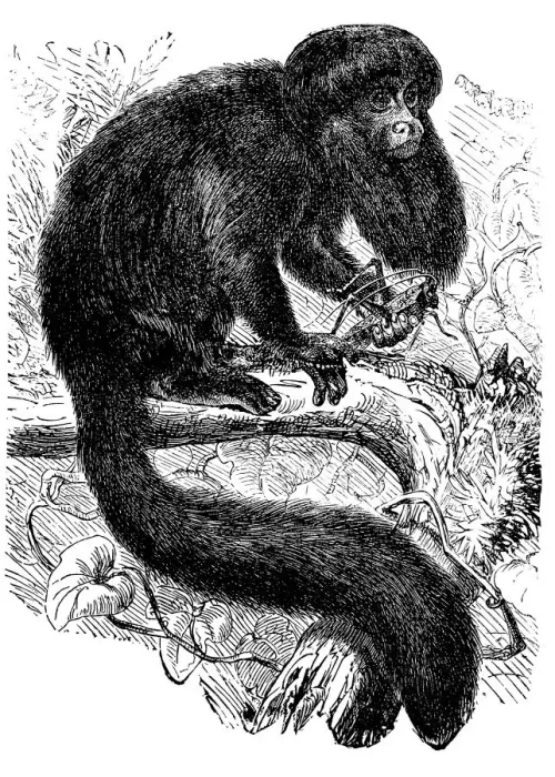 Framed Print : The black bearded saki (Chiropotes satanas)