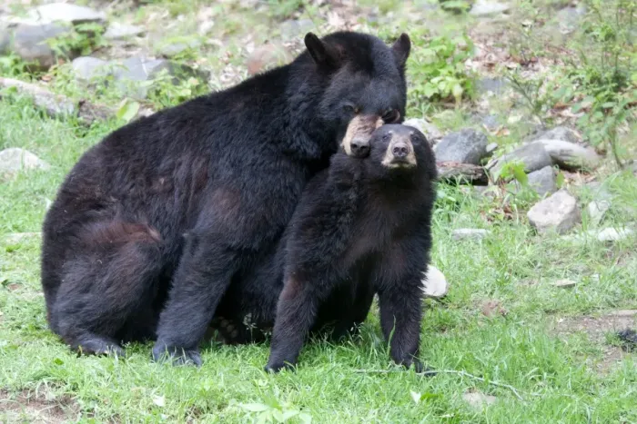 Framed Print : Black Bears Framed Print : Black Bears