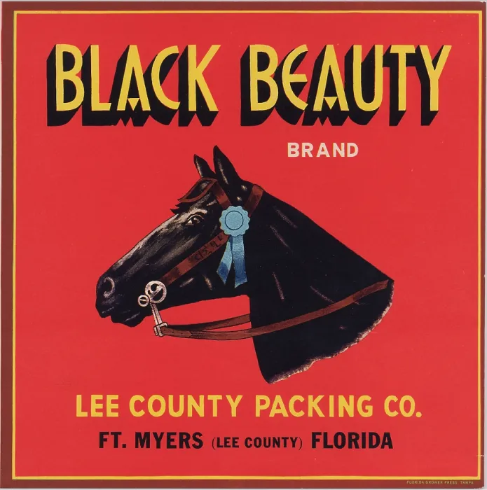 Framed Print : Black Beauty Brand Framed Print : Black Beauty Brand