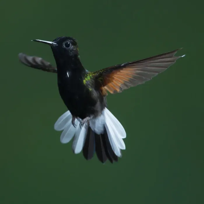 Framed Print : Black-bellied Hummingbird, Eupherusa nigriventris Framed Print : Black-bellied Hummingbird, Eupherusa nigriventris
