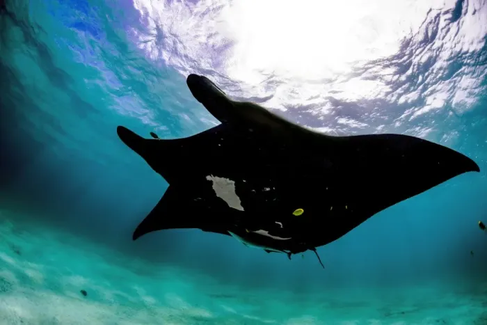 Framed Print : Black Belly manta Framed Print : Black Belly manta